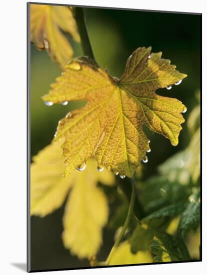 Autumn Vine Leaves in Corbieres, South of France-Joerg Lehmann-Mounted Photographic Print