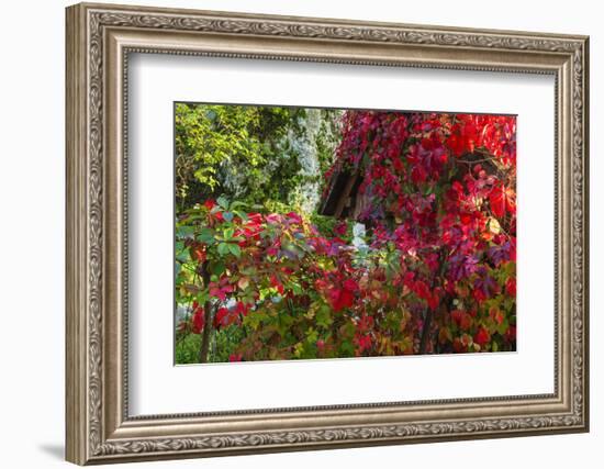 Autumn Vines, Korana Village, Plitvice Lakes National Park, Croatia-Russ Bishop-Framed Photographic Print