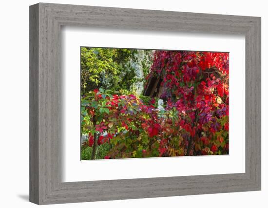 Autumn Vines, Korana Village, Plitvice Lakes National Park, Croatia-Russ Bishop-Framed Photographic Print