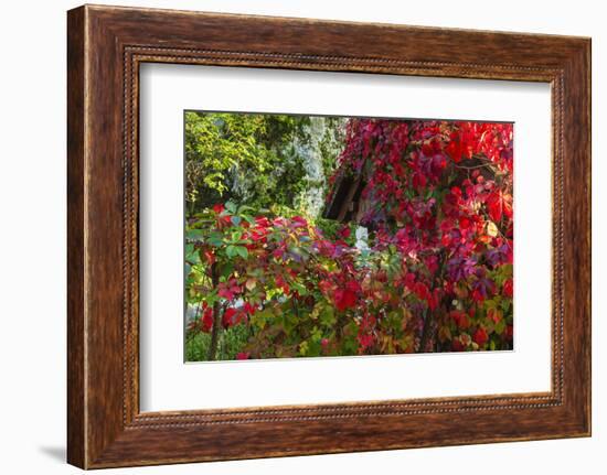 Autumn Vines, Korana Village, Plitvice Lakes National Park, Croatia-Russ Bishop-Framed Photographic Print