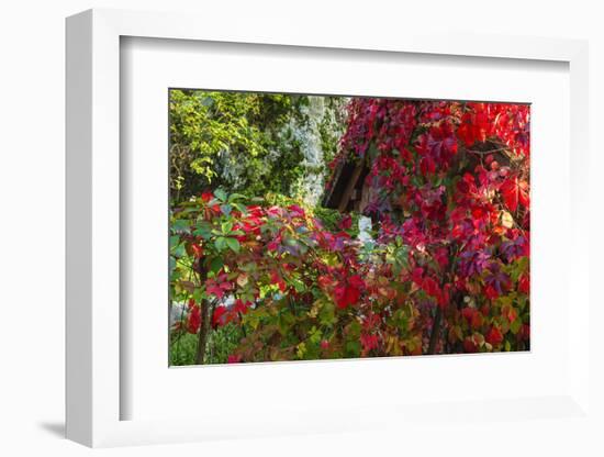 Autumn Vines, Korana Village, Plitvice Lakes National Park, Croatia-Russ Bishop-Framed Photographic Print