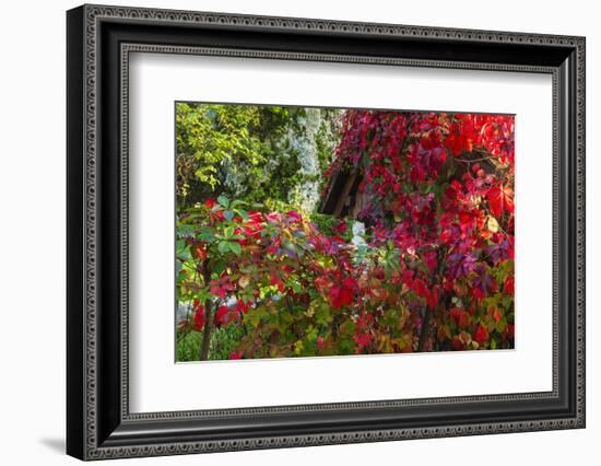 Autumn Vines, Korana Village, Plitvice Lakes National Park, Croatia-Russ Bishop-Framed Photographic Print