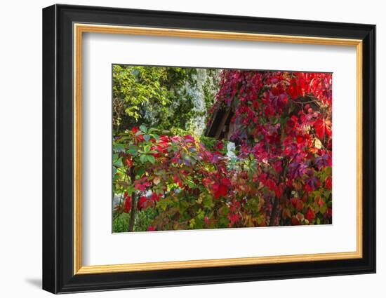 Autumn Vines, Korana Village, Plitvice Lakes National Park, Croatia-Russ Bishop-Framed Photographic Print