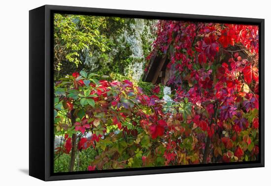 Autumn Vines, Korana Village, Plitvice Lakes National Park, Croatia-Russ Bishop-Framed Premier Image Canvas