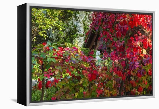 Autumn Vines, Korana Village, Plitvice Lakes National Park, Croatia-Russ Bishop-Framed Premier Image Canvas