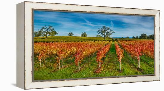 Autumn Vineyard at Napa Valley, California, USA-null-Framed Stretched Canvas