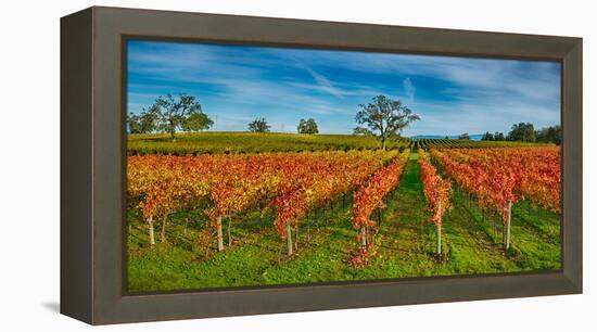 Autumn Vineyard at Napa Valley, California, USA-null-Framed Stretched Canvas