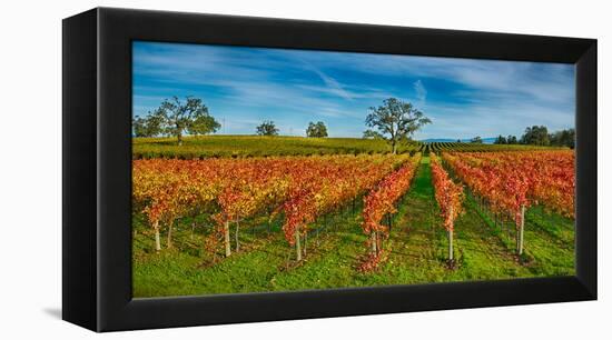 Autumn Vineyard at Napa Valley, California, USA-null-Framed Stretched Canvas