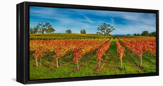 Autumn Vineyard at Napa Valley, California, USA-null-Framed Stretched Canvas