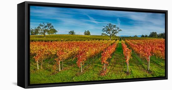 Autumn Vineyard at Napa Valley, California, USA-null-Framed Stretched Canvas