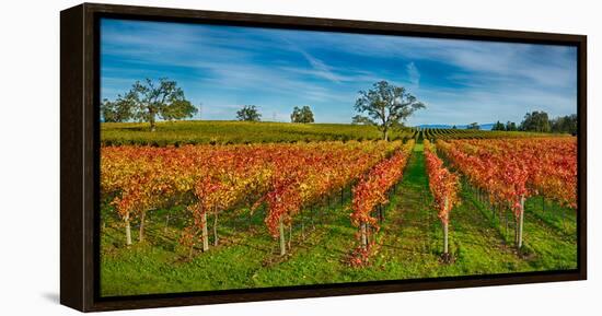 Autumn Vineyard at Napa Valley, California, USA-null-Framed Stretched Canvas