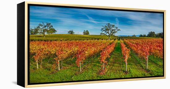Autumn Vineyard at Napa Valley, California, USA-null-Framed Stretched Canvas