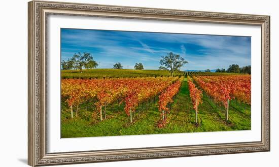 Autumn Vineyard at Napa Valley, California, USA-null-Framed Photographic Print