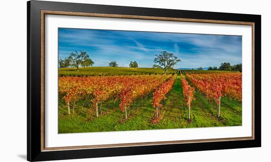 Autumn Vineyard at Napa Valley, California, USA-null-Framed Photographic Print