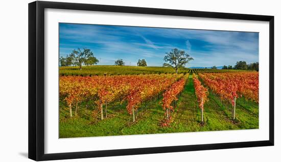 Autumn Vineyard at Napa Valley, California, USA-null-Framed Photographic Print