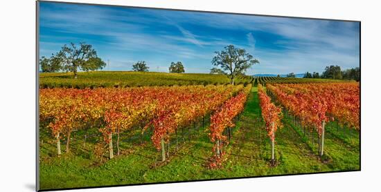 Autumn Vineyard at Napa Valley, California, USA-null-Mounted Photographic Print