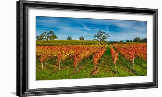 Autumn Vineyard at Napa Valley, California, USA-null-Framed Photographic Print