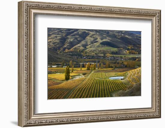 Autumn Vineyard colors, Bannockburn, Central Otago, South Island, New Zealand-David Wall-Framed Photographic Print