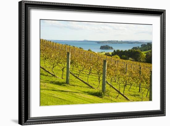 Autumn Vineyard on Waiheke Island, Auckland, North Island, New Zealand, Pacific-Matthew Williams-Ellis-Framed Photographic Print