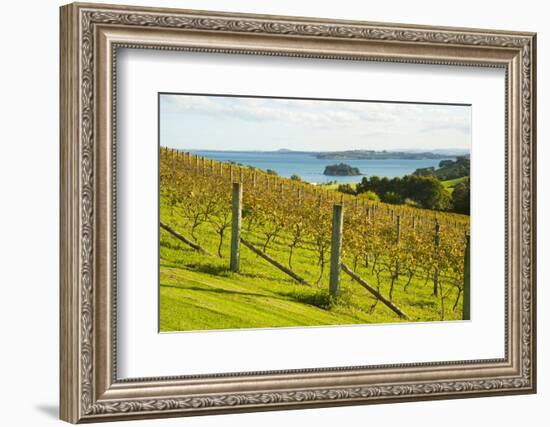 Autumn Vineyard on Waiheke Island, Auckland, North Island, New Zealand, Pacific-Matthew Williams-Ellis-Framed Photographic Print