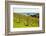 Autumn Vineyard on Waiheke Island, Auckland, North Island, New Zealand, Pacific-Matthew Williams-Ellis-Framed Photographic Print