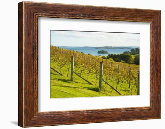 Autumn Vineyard on Waiheke Island, Auckland, North Island, New Zealand, Pacific-Matthew Williams-Ellis-Framed Photographic Print