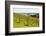 Autumn Vineyard on Waiheke Island, Auckland, North Island, New Zealand, Pacific-Matthew Williams-Ellis-Framed Photographic Print