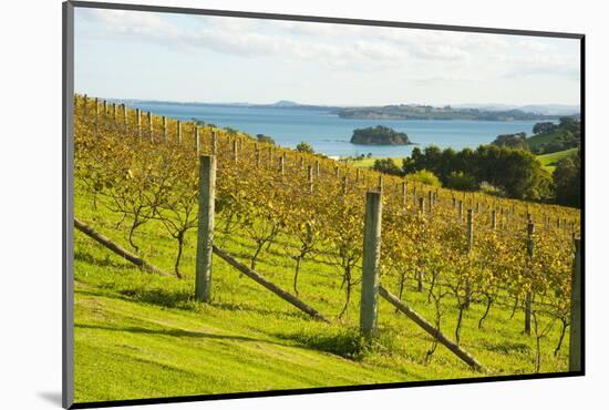 Autumn Vineyard on Waiheke Island, Auckland, North Island, New Zealand, Pacific-Matthew Williams-Ellis-Mounted Photographic Print