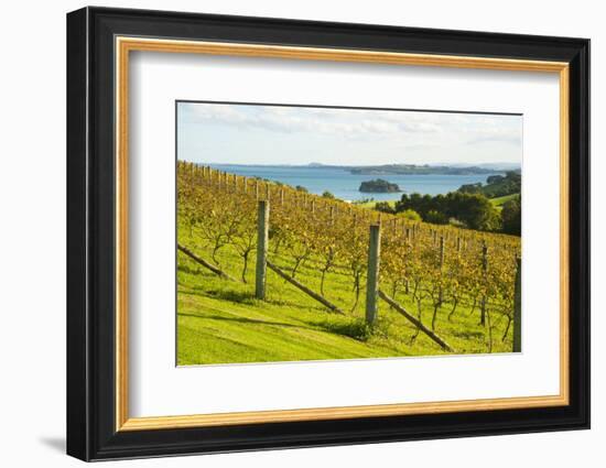 Autumn Vineyard on Waiheke Island, Auckland, North Island, New Zealand, Pacific-Matthew Williams-Ellis-Framed Photographic Print