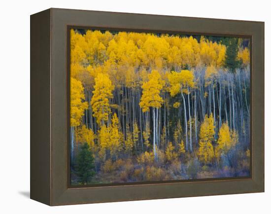 Autumn Vista with Yellow Aspens Along Cottonwood Pass, Rocky Mountains, Colorado,USA-Anna Miller-Framed Premier Image Canvas