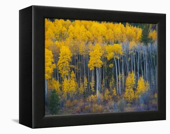 Autumn Vista with Yellow Aspens Along Cottonwood Pass, Rocky Mountains, Colorado,USA-Anna Miller-Framed Premier Image Canvas