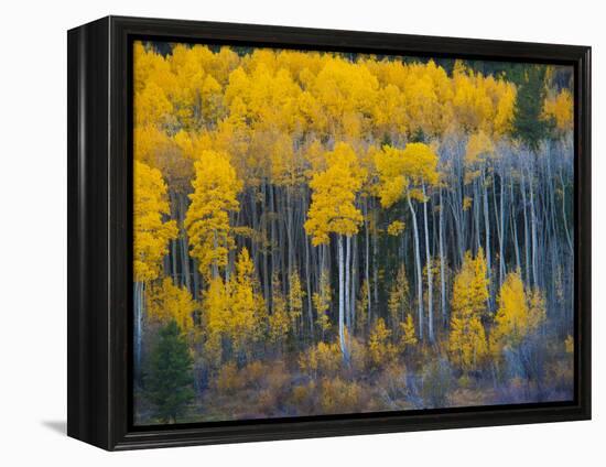 Autumn Vista with Yellow Aspens Along Cottonwood Pass, Rocky Mountains, Colorado,USA-Anna Miller-Framed Premier Image Canvas