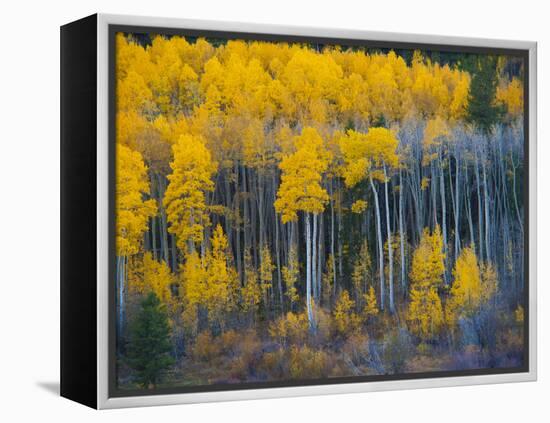 Autumn Vista with Yellow Aspens Along Cottonwood Pass, Rocky Mountains, Colorado,USA-Anna Miller-Framed Premier Image Canvas