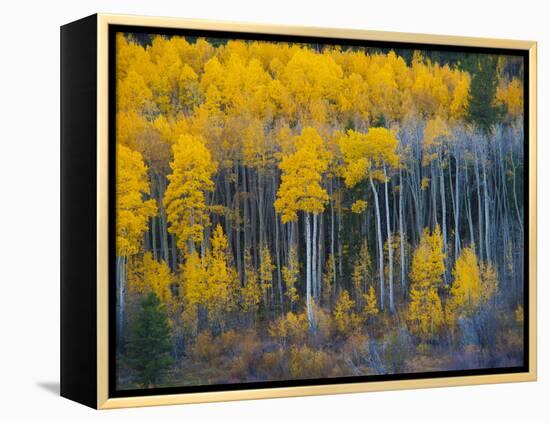 Autumn Vista with Yellow Aspens Along Cottonwood Pass, Rocky Mountains, Colorado,USA-Anna Miller-Framed Premier Image Canvas