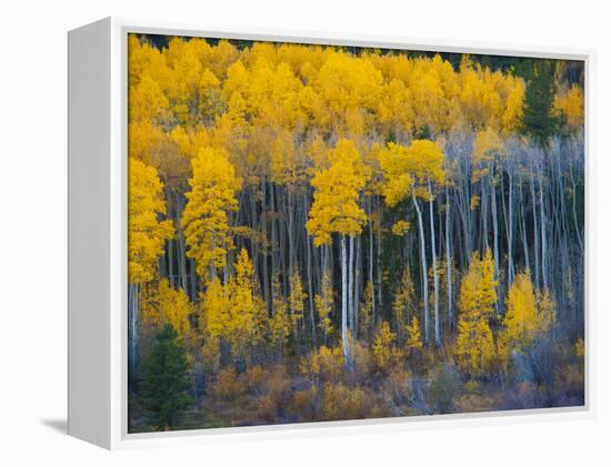 Autumn Vista with Yellow Aspens Along Cottonwood Pass, Rocky Mountains, Colorado,USA-Anna Miller-Framed Premier Image Canvas