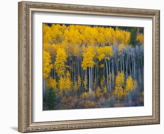 Autumn Vista with Yellow Aspens Along Cottonwood Pass, Rocky Mountains, Colorado,USA-Anna Miller-Framed Photographic Print