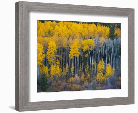 Autumn Vista with Yellow Aspens Along Cottonwood Pass, Rocky Mountains, Colorado,USA-Anna Miller-Framed Photographic Print