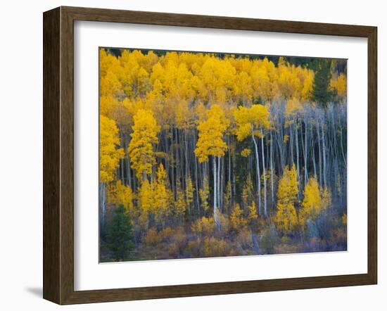 Autumn Vista with Yellow Aspens Along Cottonwood Pass, Rocky Mountains, Colorado,USA-Anna Miller-Framed Photographic Print