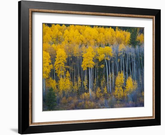 Autumn Vista with Yellow Aspens Along Cottonwood Pass, Rocky Mountains, Colorado,USA-Anna Miller-Framed Photographic Print