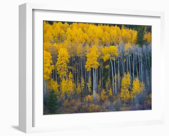 Autumn Vista with Yellow Aspens Along Cottonwood Pass, Rocky Mountains, Colorado,USA-Anna Miller-Framed Photographic Print