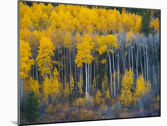 Autumn Vista with Yellow Aspens Along Cottonwood Pass, Rocky Mountains, Colorado,USA-Anna Miller-Mounted Photographic Print