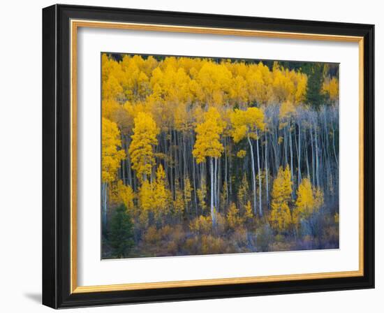 Autumn Vista with Yellow Aspens Along Cottonwood Pass, Rocky Mountains, Colorado,USA-Anna Miller-Framed Photographic Print