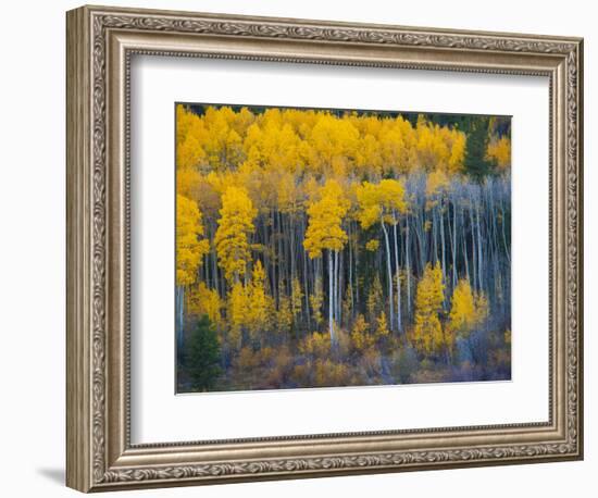 Autumn Vista with Yellow Aspens Along Cottonwood Pass, Rocky Mountains, Colorado,USA-Anna Miller-Framed Photographic Print