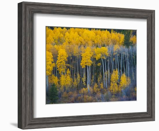 Autumn Vista with Yellow Aspens Along Cottonwood Pass, Rocky Mountains, Colorado,USA-Anna Miller-Framed Photographic Print