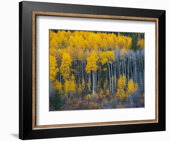 Autumn Vista with Yellow Aspens Along Cottonwood Pass, Rocky Mountains, Colorado,USA-Anna Miller-Framed Photographic Print