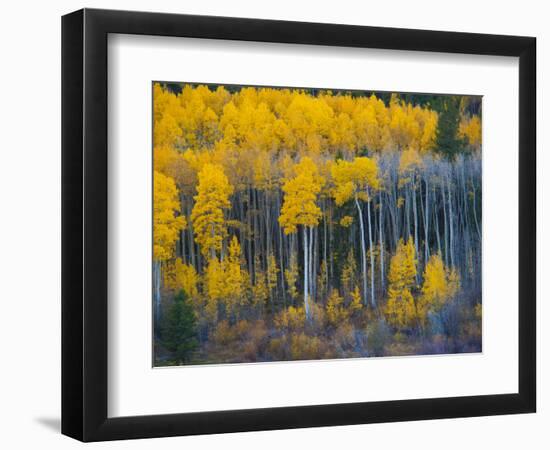 Autumn Vista with Yellow Aspens Along Cottonwood Pass, Rocky Mountains, Colorado,USA-Anna Miller-Framed Photographic Print