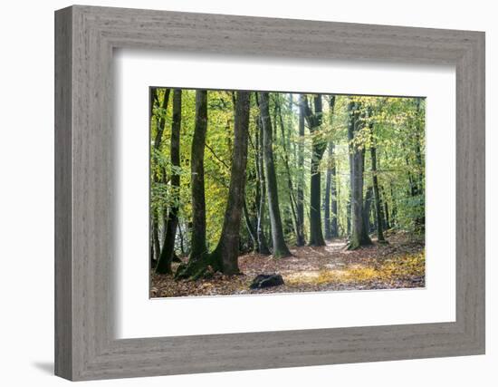 Autumn Walk-Philippe Manguin-Framed Photographic Print