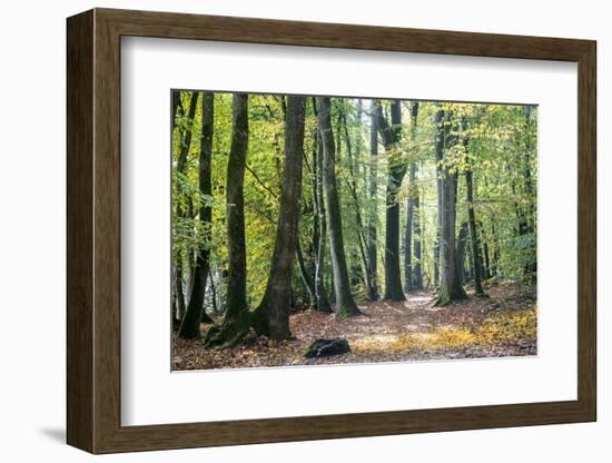 Autumn Walk-Philippe Manguin-Framed Photographic Print