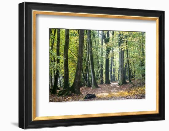 Autumn Walk-Philippe Manguin-Framed Photographic Print