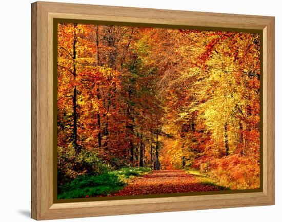 Autumn Way-Philippe Sainte-Laudy-Framed Premier Image Canvas